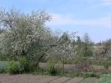 Белев Яблони в цвету Белев Яблони в цвету