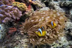 Дайвинг на домашнем рифе + обед из морепродуктов (всё включено) - 3