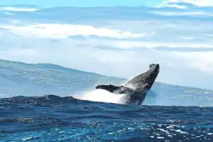 Териберка за 1 день: посёлок, китовое сафари и дегустация морепродуктов - 22