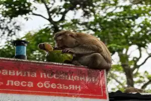 Достопримечательности Пхукета за 1 день - 9
