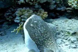 По Красному морю — на дайверской яхте - 6