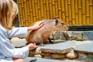Из Нячанга в Фанранг: бухта Винь Хи, дюны и капибары (всё включено) - 5