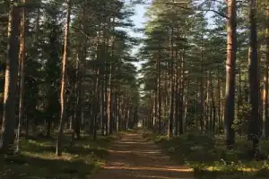 Карельский перешеек: царство сосен, озёр и камней - 2