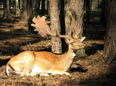 Путешествие в Беловежскую пущу - 3