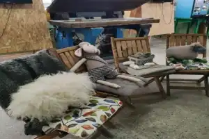А откуда тепло в шерстинках? - 5