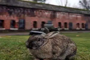 По фортам Калининграда — из Зеленоградска - 17