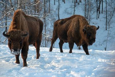 Камышлинский водопад и зубровый питомник - 4