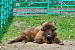 Живописной дорогой в Гузерипль — из Майкопа - 3