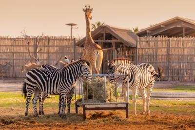 Трансфер в Dubai Safari Park и The Green Planet - 9