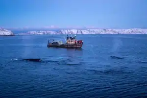 Фотопоездка в Териберку — киты, тундра и северное сияние - 30