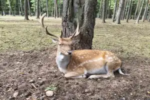 Трансфер из Бреста на экскурсии в Беловежскую пущу - 17