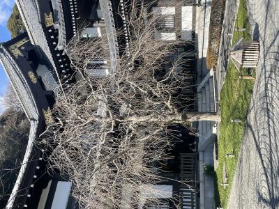 Камакура — в поисках Семи богов счастья - 10
