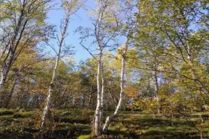 Душевный пикник у водопада на реке Лавна - 4