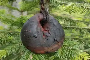 Гастропутешествие по Абхазии (из Пицунды) - 15