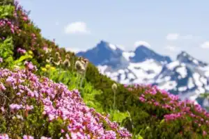 Природа, история и культура Карачаево-Черкесии: Домбай, Архыз и Черкесск Природа, история и культура Карачаево-Черкесии: Домбай, Архыз и Черкесск