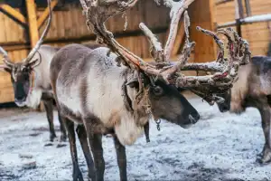 Арктические приключения: морская прогулка в поисках китов, Териберка и этническая деревня - 4