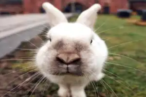 По фортам Калининграда — из Зеленоградска - 12