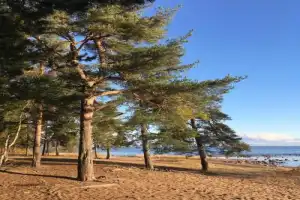 Карельский перешеек: царство сосен, озёр и камней - 11