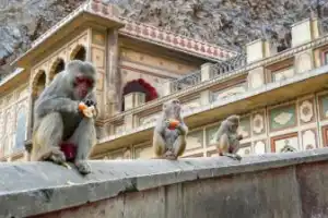 Индивидуальный классический тур по Индии: всё, что вы хотели увидеть - 4