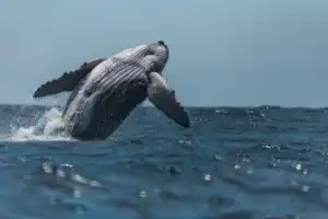 Китовая разведка в Териберке