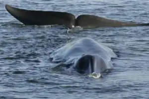 В Териберку — на встречу с китами! - 12