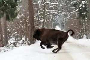 Красота Брестской земли: Беловежская пуща и не только за 1 день - 7