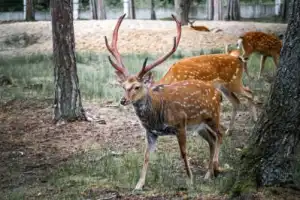 Из Бреста — в заповедный мир Беловежской пущи - 3