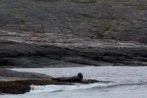 Вдоль побережья Териберки на корабле - 7