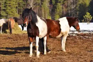 В гости в лошадям: из Кашина — на экспериментальное конное хозяйство - 2