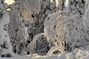 Арктическая экзотика: на снегоступах — по беломорской тундре - 8