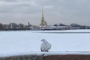 «Петропавловка» — начало всех начал - 2