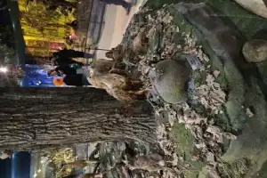 Из Бреста — в заповедный мир Беловежской пущи - 9