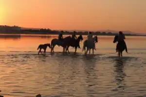 Конные прогулки по пустыне и к Красному морю - 2