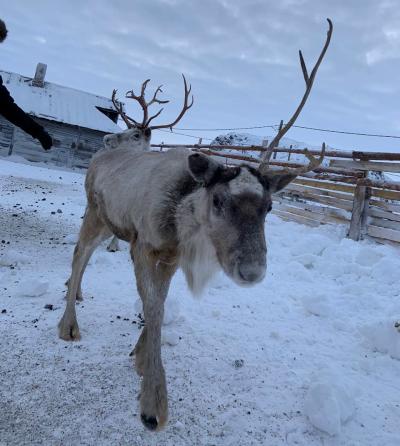 Териберка — вечное сияние чистого Севера (в группе) - 7