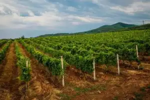 Богатства Грузии: природные, исторические и гастрономические - 10