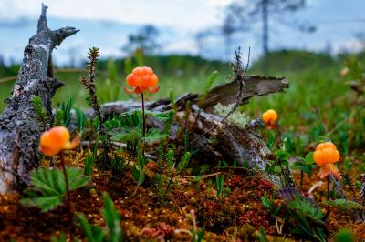 «Сладкая Арктика» — дегустация варенья и мастер-класс - 2