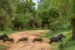 Тигры в дикой природе: заповедная и популярная Индия - 8