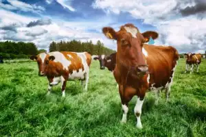 Озеро Светлояр и сырная  экоферма - 8