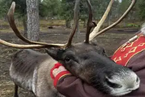 Из Мурманска — в саамскую деревню - 2