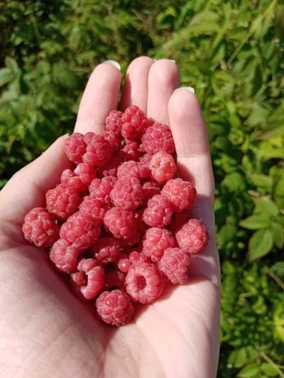 Карелия заповедная: прогулка по экотропе - 3