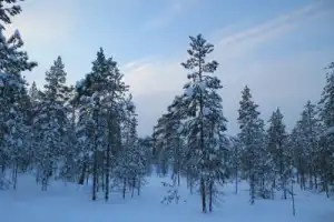 На снегоступах — к Семужному озеру! - 3