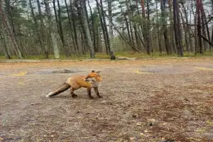 Велопрогулка по Куршской косе с историком - 3