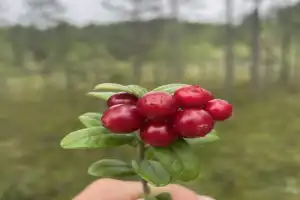 Ваш идеальный день в Карелии - 10