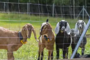 Городецкий край — русская Финляндия (из Нижнего Новгорода) - 7