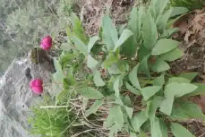 Гора Тахталы и треккинг по Ликийской тропе — в мини-группе - 10