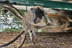 Из Бреста — в заповедный мир Беловежской пущи - 11