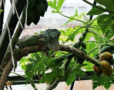 Саратов исторический и тропический - 9