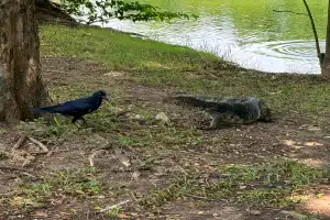 В поисках варанов: приключение в парках Бангкока