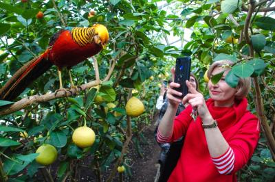 Саратов исторический и тропический