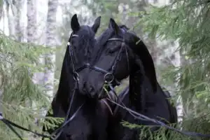 Городецкий край — русская Финляндия (из Нижнего Новгорода) - 2